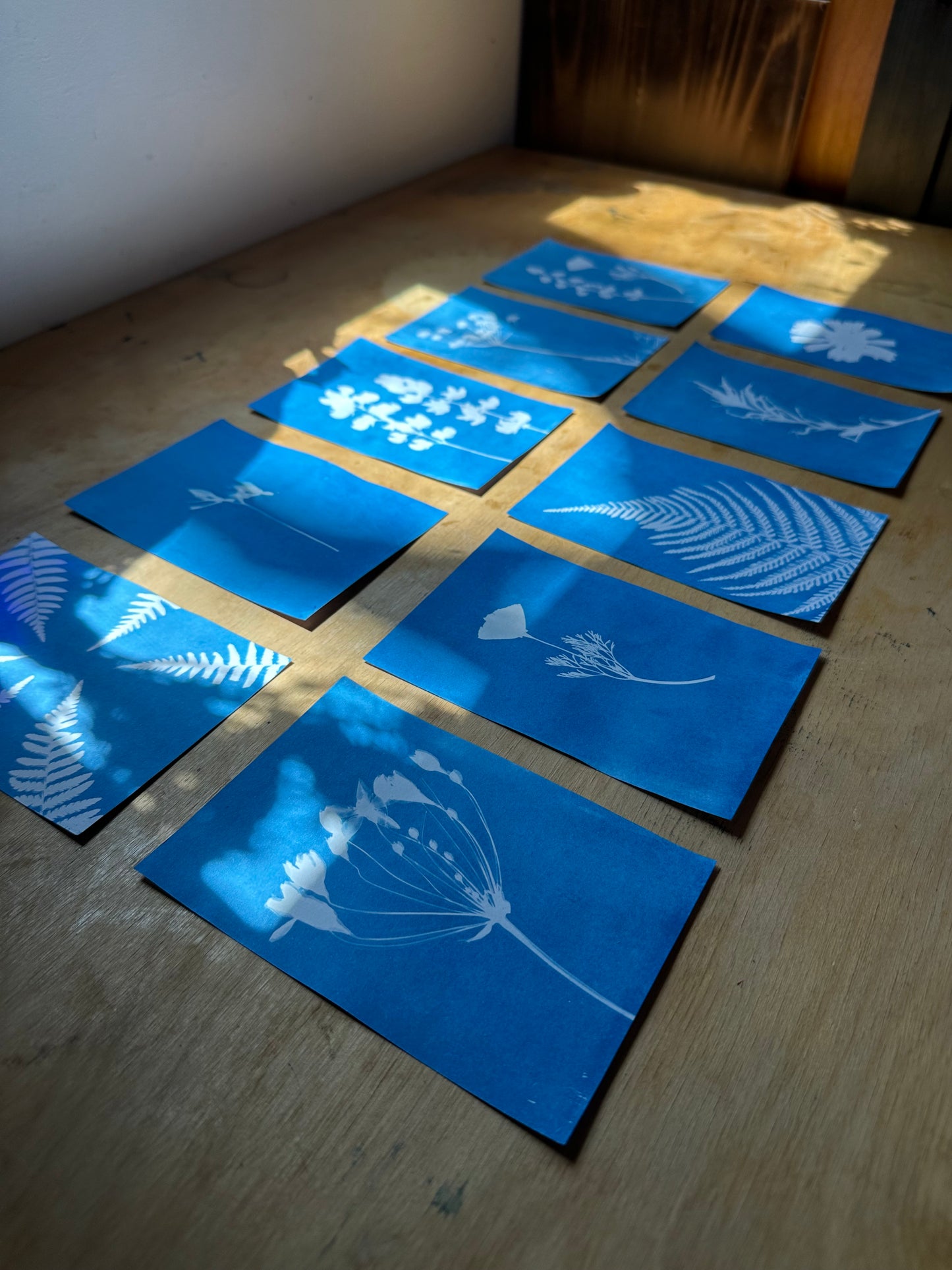 Sun Printing: A Cyanotype Workshop with Sierra Sown | 08/27