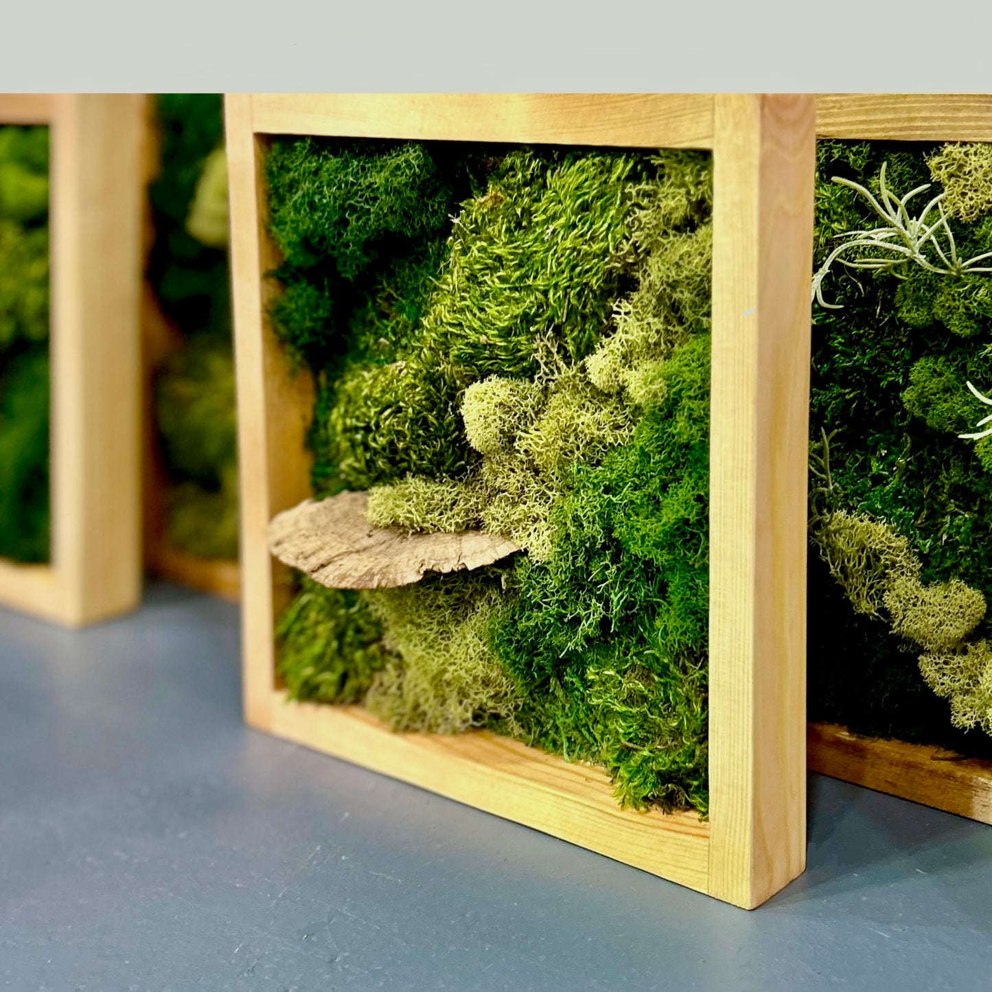 Mini Moss Garden with MonkeyCat Studio | 10/12