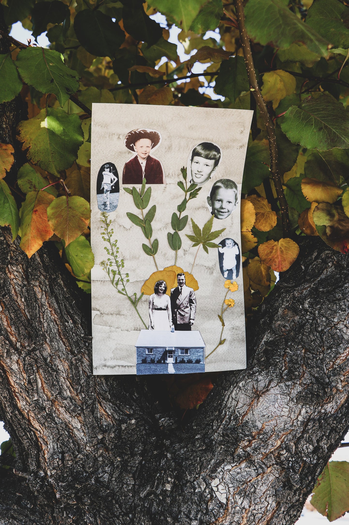 Honor Your Roots with Mindful Art-Making : Family Tree with Pressed Foliage | 12/07