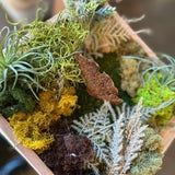 Mini Moss Garden with MonkeyCat Studio | 03/01 | 2-4PM